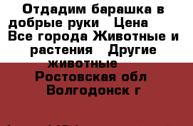Отдадим барашка в добрые руки › Цена ­ 1 - Все города Животные и растения » Другие животные   . Ростовская обл.,Волгодонск г.